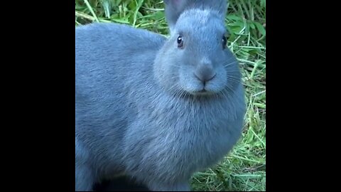 Rabbit#Voice#rabbit#rabbits