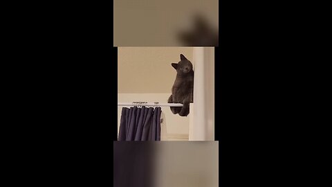 When Your Cat Turns into a Tiny Criminal! 🐱😂