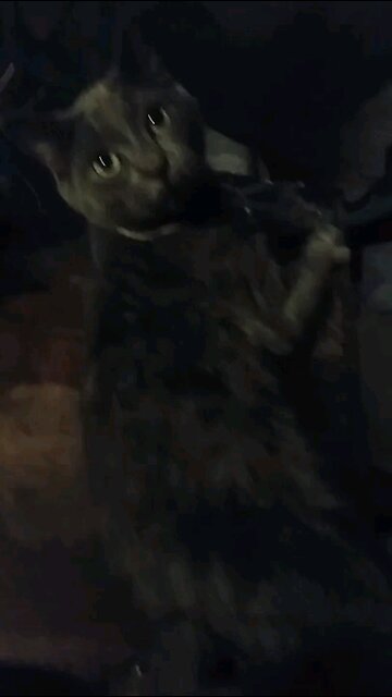 windigo getting a bit fat lol