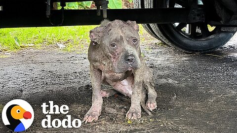 Skinny Stray Pittie Shows Up On Woman's Doorstep During Hurricane | The Dodo