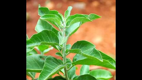 ashwagandha and it's benefits