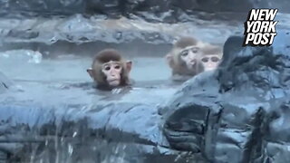 Monkeys turn hot springs into their own Jacuzzi