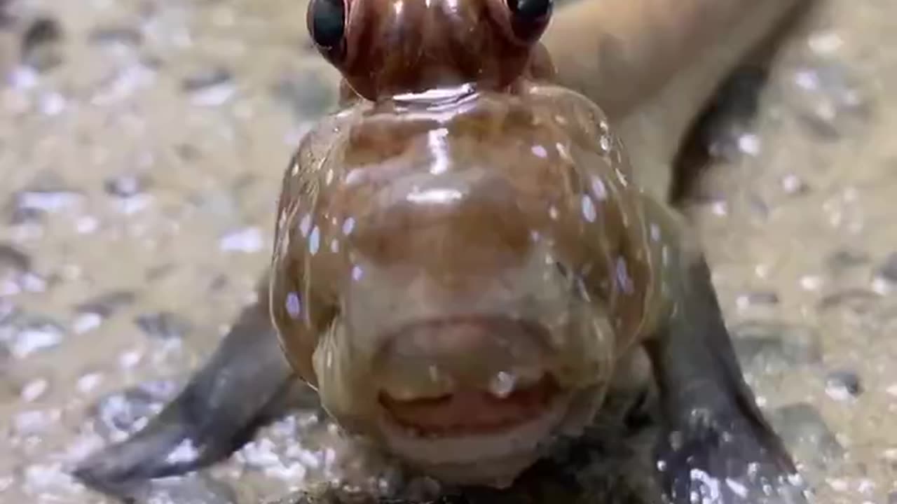 I can't believe these little guys are real creatures