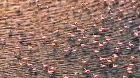 captures a mesmerizing scene of countless flamingos gathered at Pulicat Lake, India