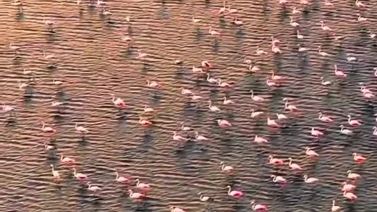 captures a mesmerizing scene of countless flamingos gathered at Pulicat Lake, India