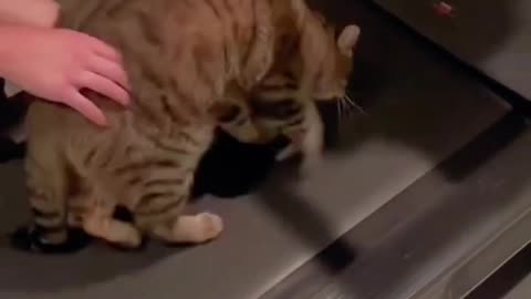 Funny cats and animals videos