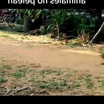 #funny animals 🐎 moments #comedy #new #videos top 10 funny animal moments 😂😂