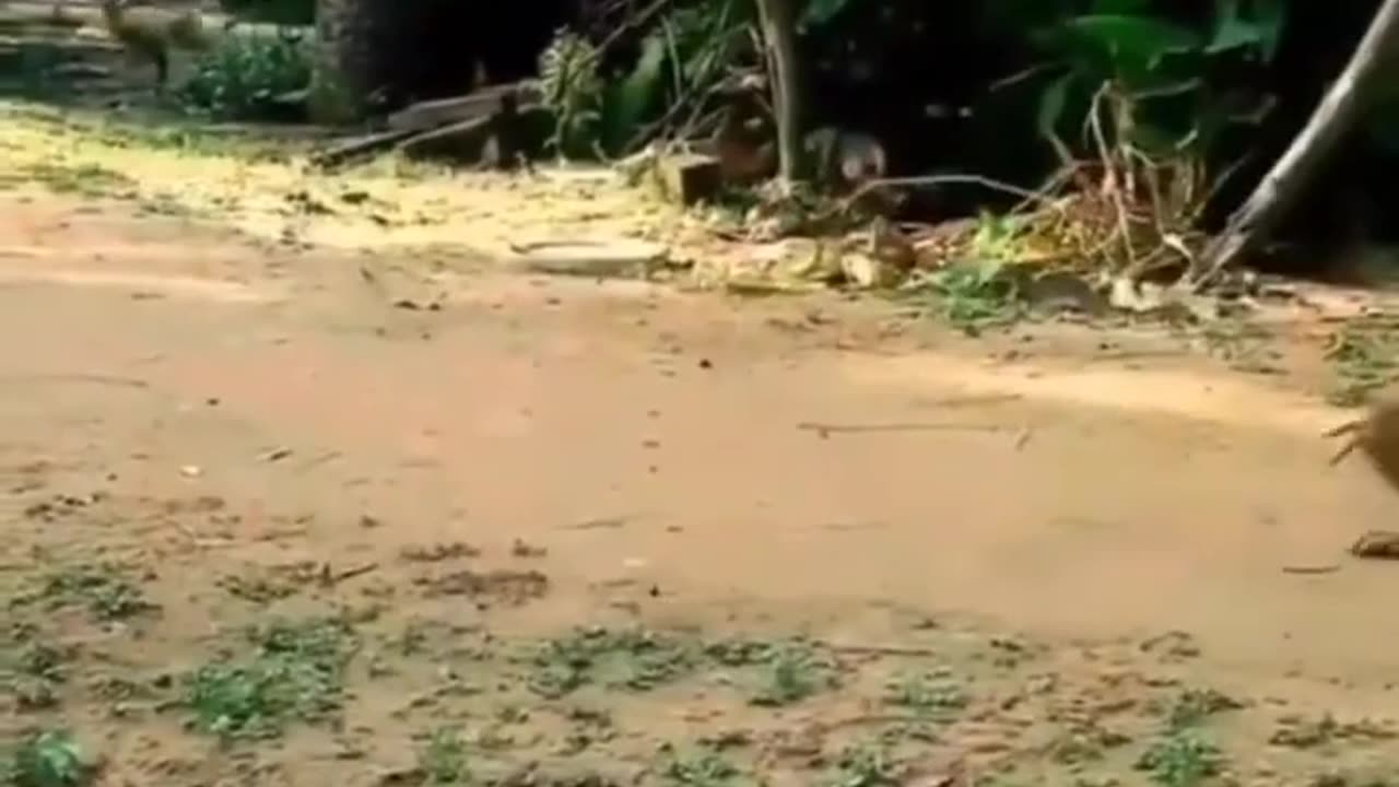 #funny animals 🐎 moments #comedy #new #videos top 10 funny animal moments 😂😂