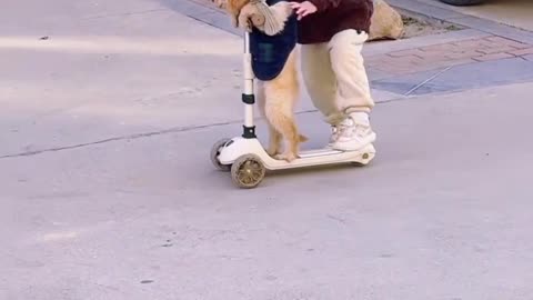 Adorable Kids and Playful Puppies Bring Joy