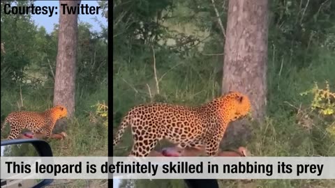 "Leopard’s Astonishing Feat: Dragging a Massive Kill Up a Tree"