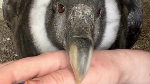 ANDEAN CONDOR