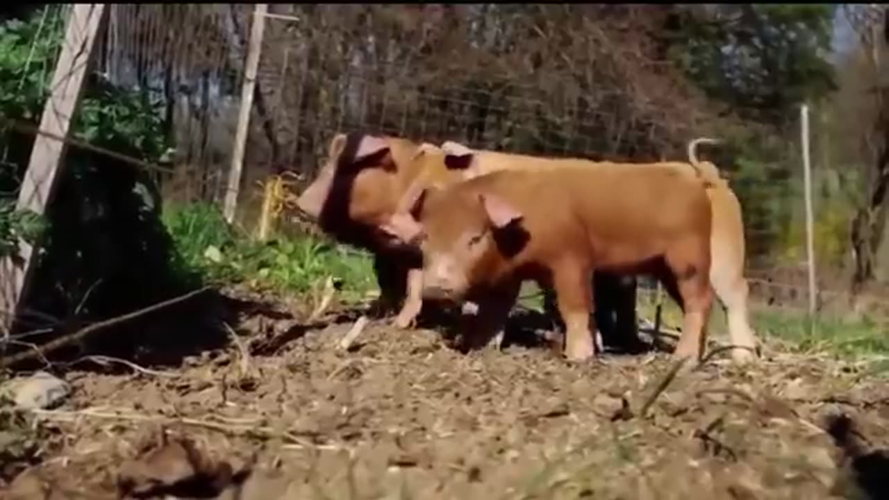 Animals Getting Shocked with Funny Sound Effects!!