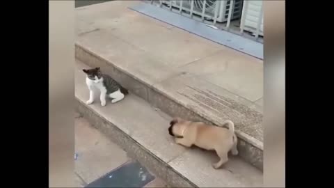 🐕 🐈 😻