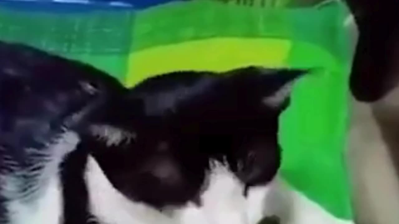 A very Funny Cat