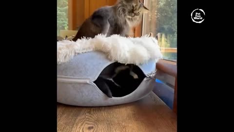 Funniest Animals B2B