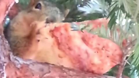 Squirrel Takes Full Slice Of Pizza