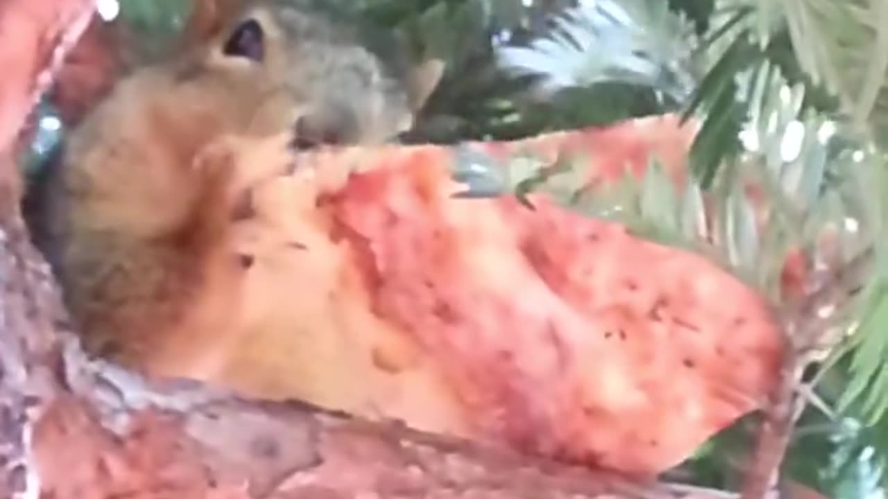 Squirrel Takes Full Slice Of Pizza