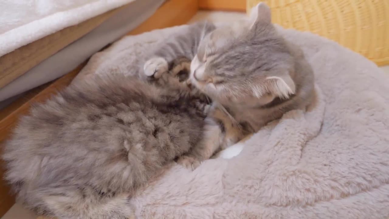 The kitten that gets excited when its big brother approaches is so cute_