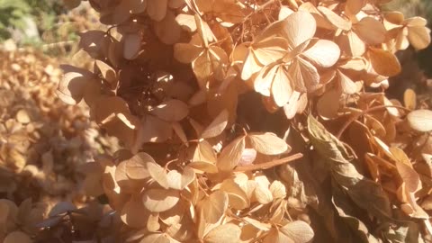 Hydrangea in autumn