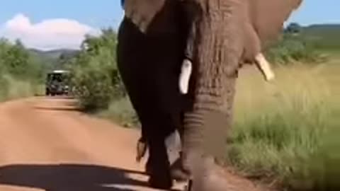 Animal Video #elephant #animal