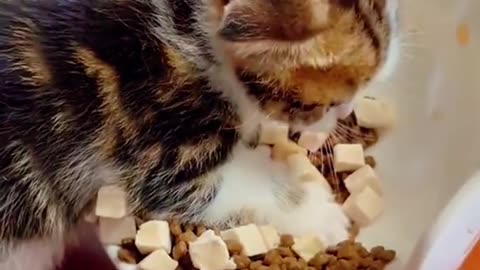 Very cute cats watch this🐱😘