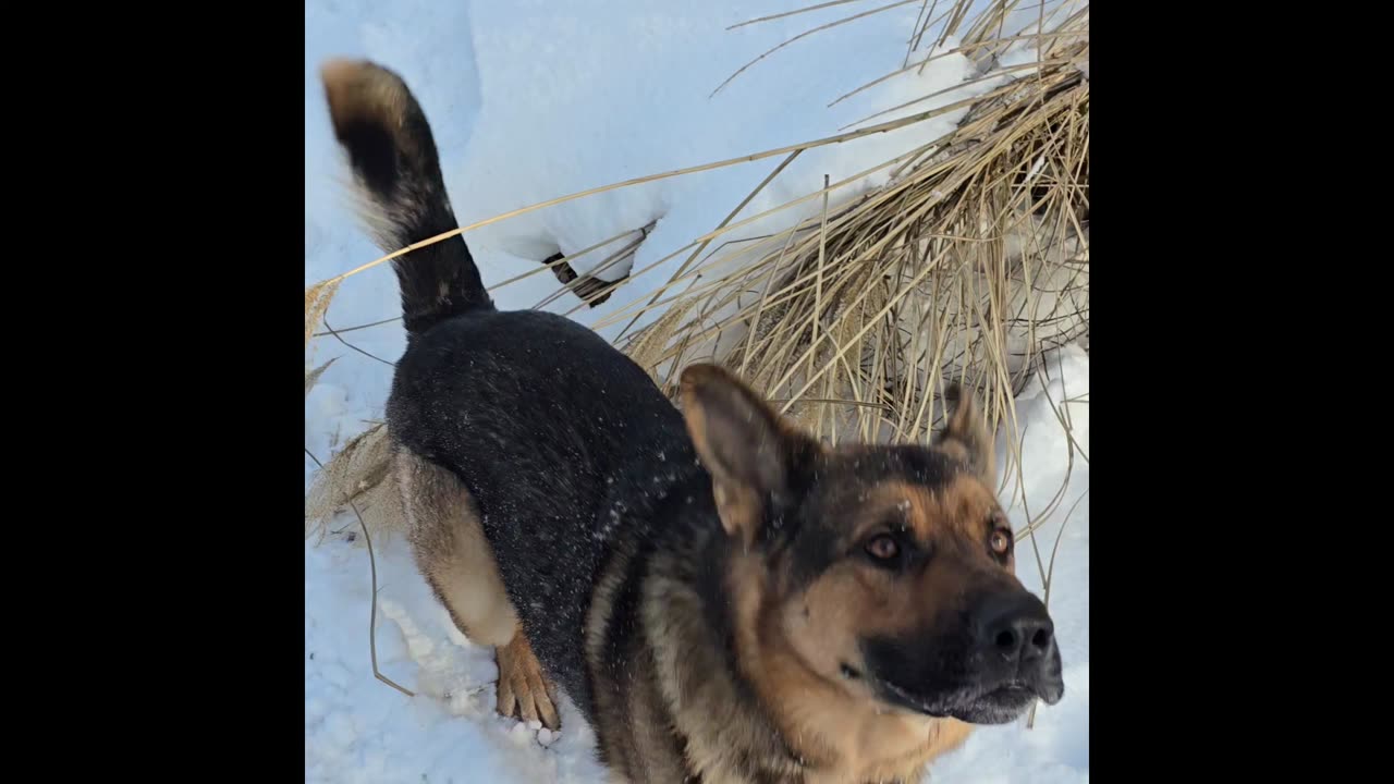 Virgil german shepherd plays in snow.