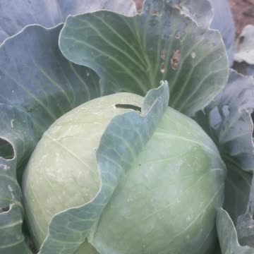 Cabbage as it is