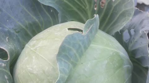 Cabbage as it is