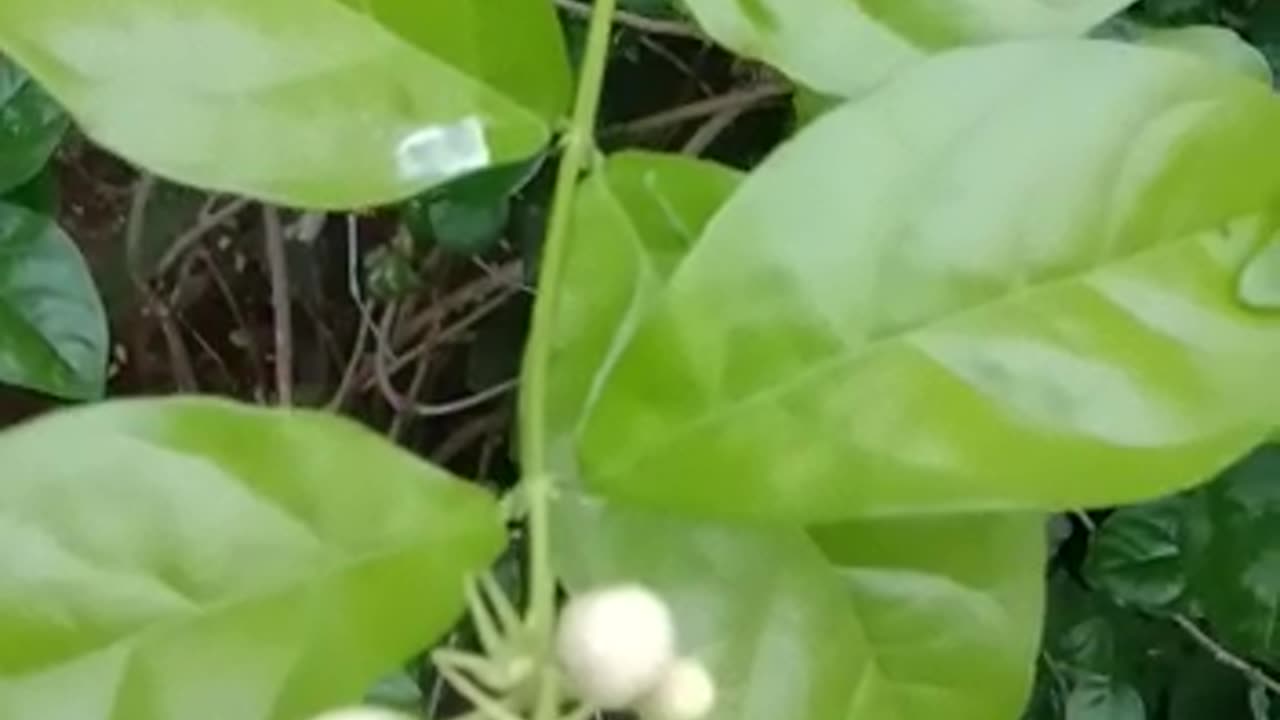 beautiful jasmine flower