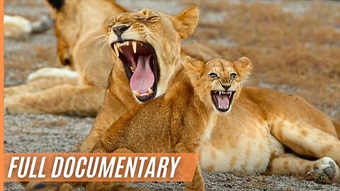 The Last Paradise on Earth - The Amazing Serengeti _ Full Documentary