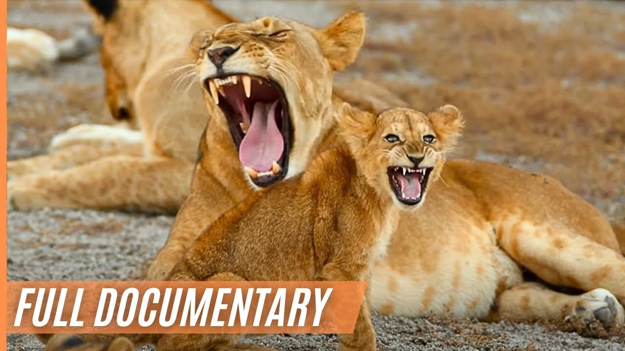 The Last Paradise on Earth - The Amazing Serengeti _ Full Documentary