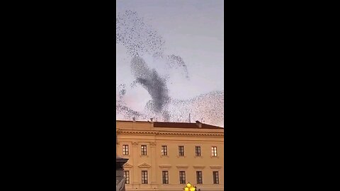 murmuration