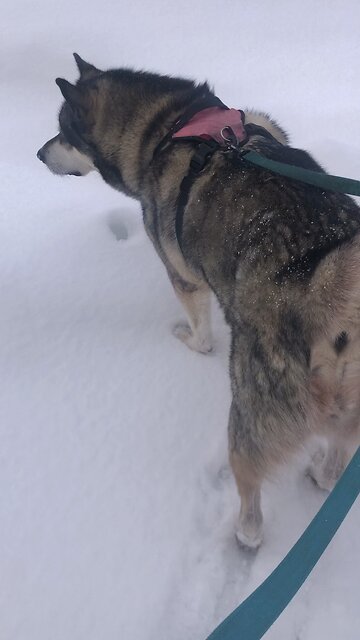 Saturday January 11, Clean as freshly fallen snow