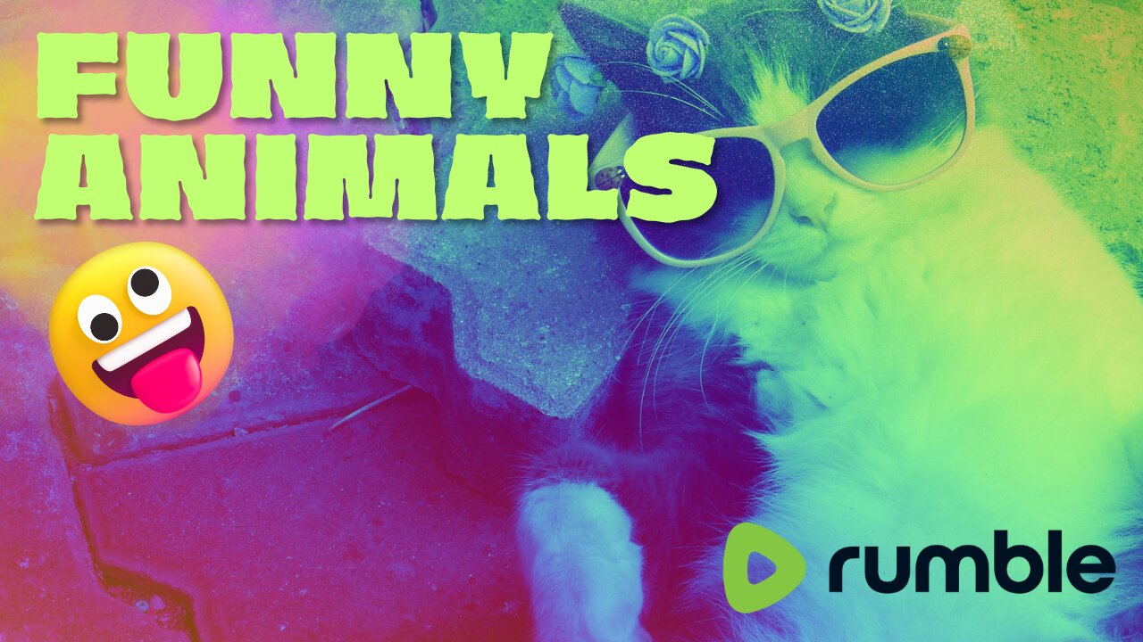 🐱 Funny cat videos | cute cats | Try not to laugh | Cat videos Compilation #shorts 🐈