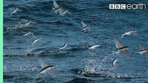 Flying Fish Picked Off From Above And Below