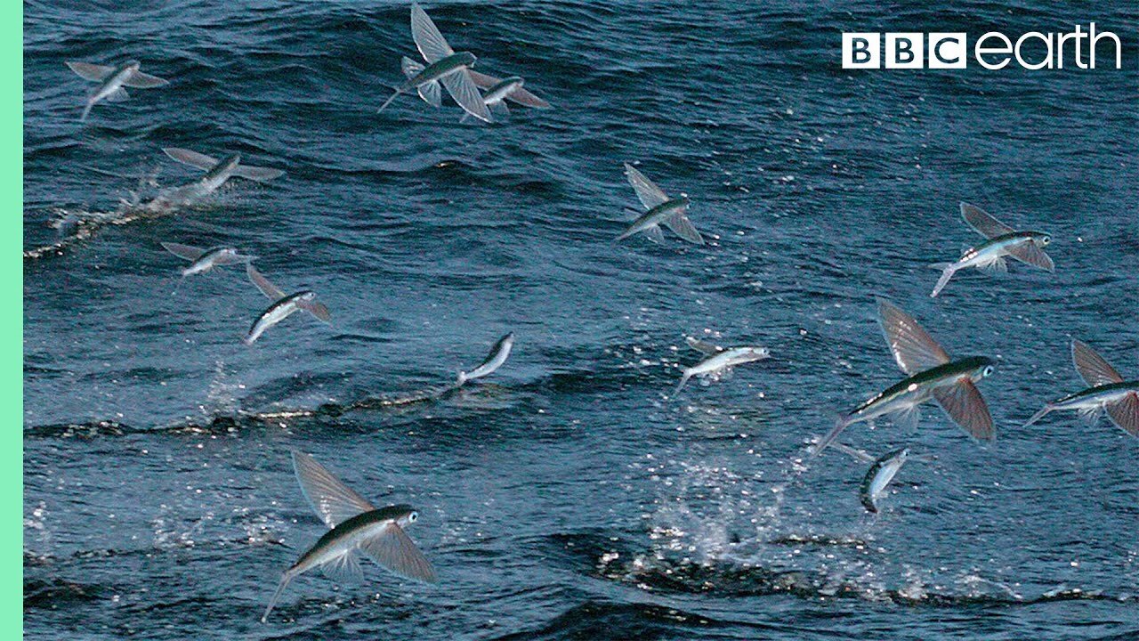 Flying Fish Picked Off From Above And Below