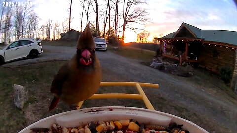 Female Northern Cardinal