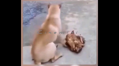 live: what a acting of a big hen!!! Viral Trending comedy HeroicAnimals Viral funnymoments