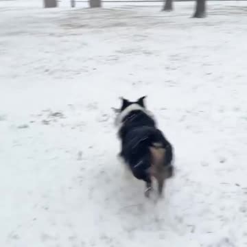 Texas dog sees snow for the first time 😊
