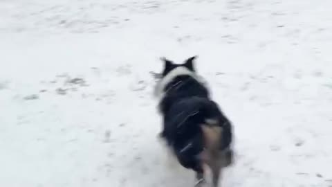 Texas dog sees snow for the first time 😊