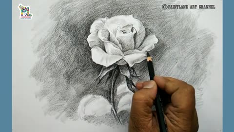 How to draw Rose with Charcoal pencil sketch and shading || PAINTLANE ART VIDEOS