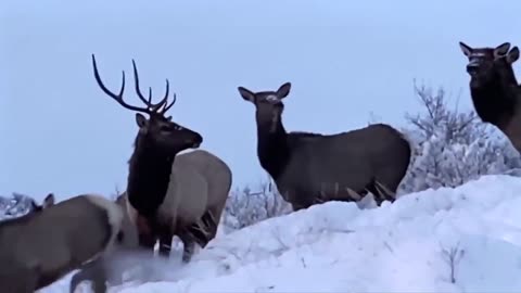 Montana Fish, Wildlife and Parks discusses Bitterroot elk calves death from toxic yard plants