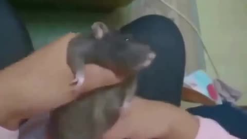 The rat just accepted its fate