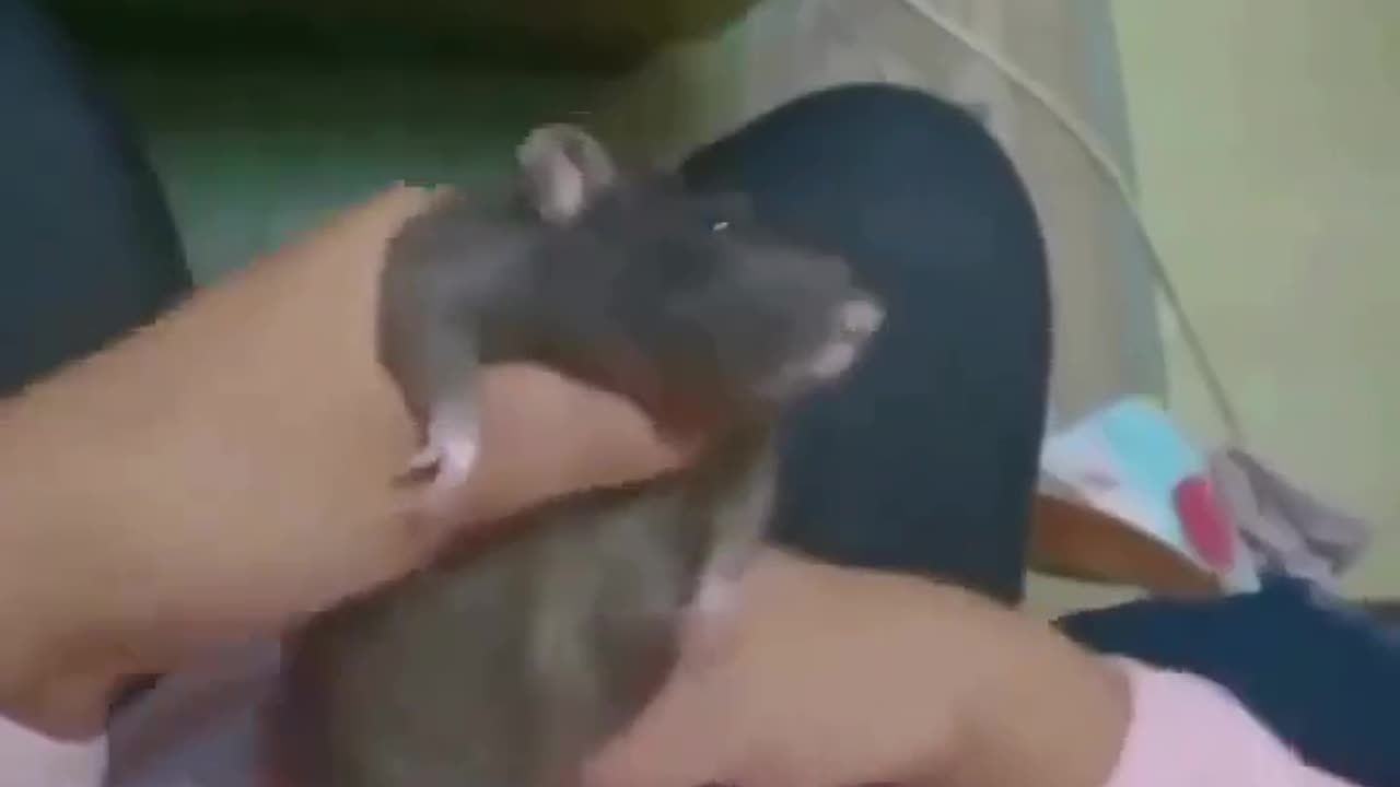The rat just accepted its fate