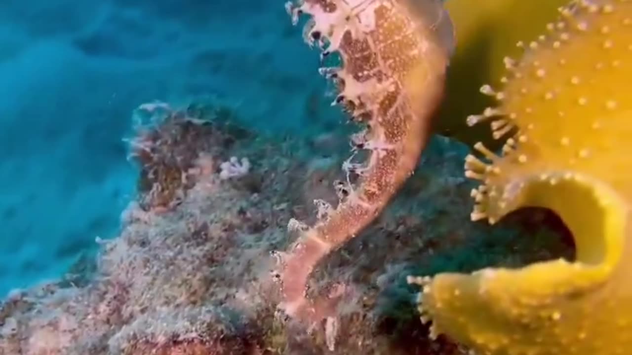 Sea horse