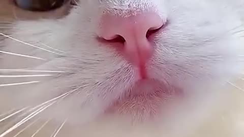 cute cat