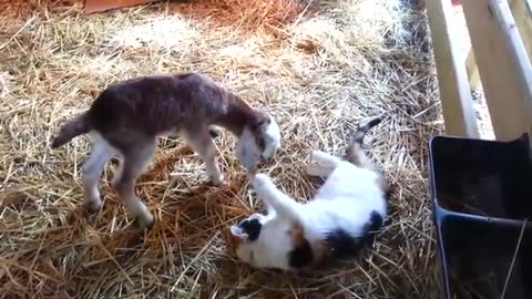 Funniest farm animal