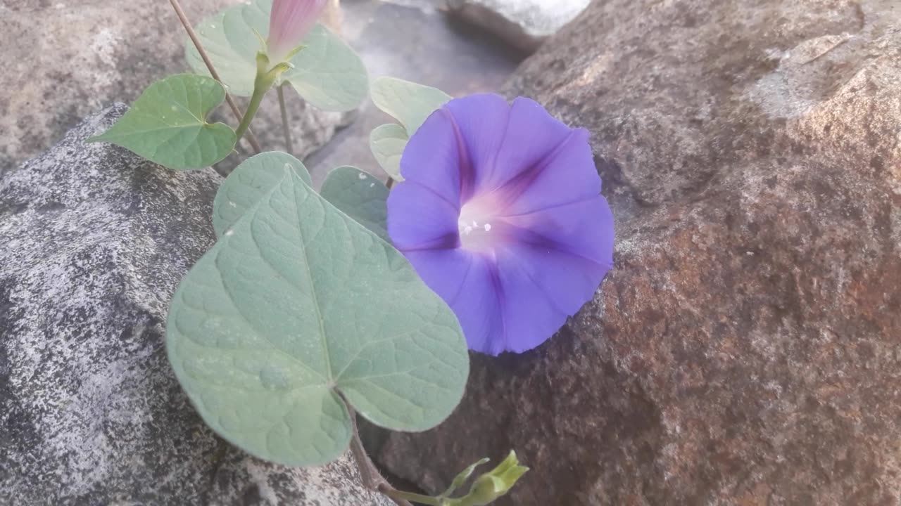 Morning Glory and her friend