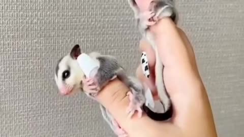 cute small animal😍