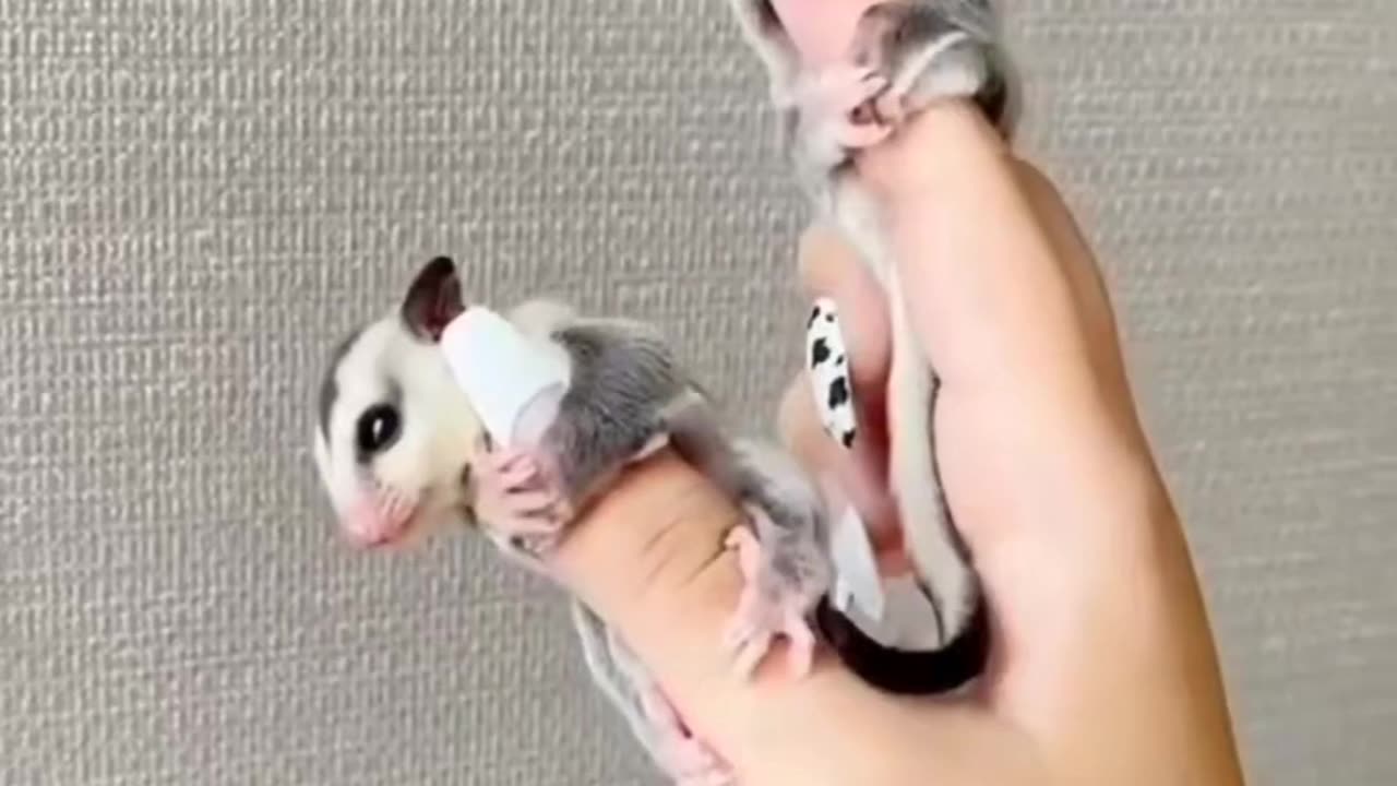 cute small animal😍